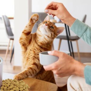 Crunchy Freeze Snack für Katzen – gefriergetrocknetes Katzenfutter ohne Zucker – Katzensnack für Zahnpflege und Gesundheit (1x Hunh + 2x Lachs, 3 x 140 g)