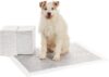 Amazon Basics Trainingspads für Hunde und Welpen mit Kohlenstoff zur Geruchskontrolle, auslaufsicheres Design mit schnell trocknender Oberfläche, Größe XL (50 Stück), Grau