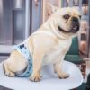 EONANT Baumwoll-Hygiene-Höschen für Hunde, Wiederverwendbare Haustier-Hygiene-Höschen mit verstellbaren Trägern, Haustier-physiologische Hosenwindeln, Welpen, französische Bulldogge, Pudel (Blau, L)