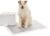 Amazon Basics Trainingspads für Hunde und Welpen mit Kohlenstoff zur Geruchskontrolle, auslaufsicheres Design mit schnell trocknender Oberfläche, Größe XL (50 Stück), Grau